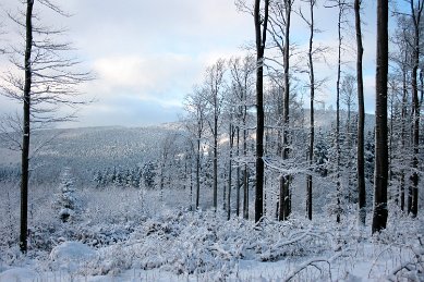 IB_Schnee_Baeume_Blick