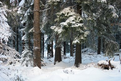 IB_Schnee_Baeume_Kanzel