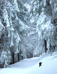 Rothenb_Weg_Winter_Flori