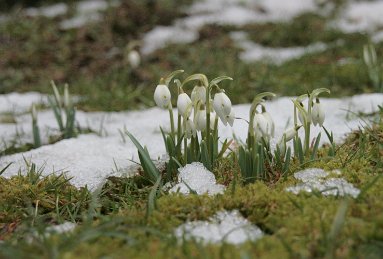 Schneegl_Schneereste